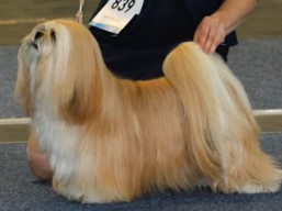 CH. JCH.BRUNEI Ivepet, Lhasa Apso