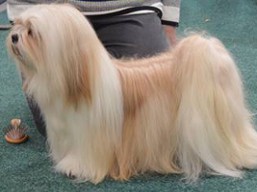https://www.lhasaapso-ivepet.sk/preview/vyst_640.jpg