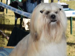 https://www.lhasaapso-ivepet.sk/preview/vyst_641.jpg