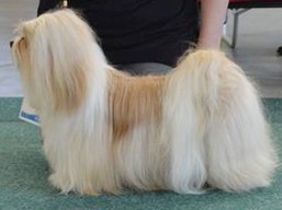 https://www.lhasaapso-ivepet.sk/preview/vyst_644.jpg