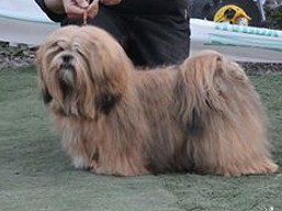 https://www.lhasaapso-ivepet.sk/preview/vyst_645.jpg