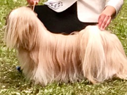 https://www.lhasaapso-ivepet.sk/preview/vyst_647.jpg