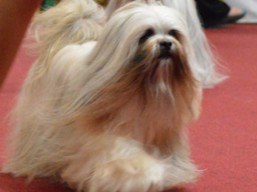 https://www.lhasaapso-ivepet.sk/preview/vyst_652.jpg