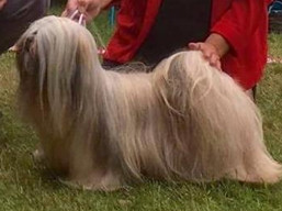 https://www.lhasaapso-ivepet.sk/preview/vyst_655.jpg