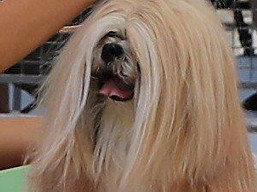 https://www.lhasaapso-ivepet.sk/preview/vyst_656.jpg