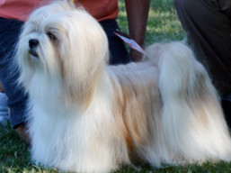 https://www.lhasaapso-ivepet.sk/preview/vyst_657.jpg