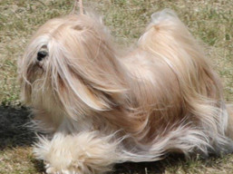 https://www.lhasaapso-ivepet.sk/preview/vyst_659.jpg