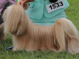 https://www.lhasaapso-ivepet.sk/preview/vyst_660.jpg