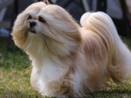 https://www.lhasaapso-ivepet.sk/preview/vyst_661.jpg