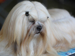 https://www.lhasaapso-ivepet.sk/preview/vyst_663.jpg