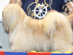https://www.lhasaapso-ivepet.sk/preview/vyst_664.jpg