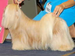 https://www.lhasaapso-ivepet.sk/preview/vyst_665.jpg