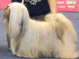 https://www.lhasaapso-ivepet.sk/preview/vyst_666.jpg