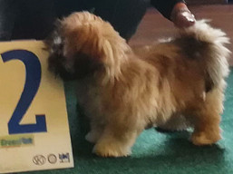 https://www.lhasaapso-ivepet.sk/preview/vyst_667.jpg
