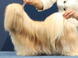 https://www.lhasaapso-ivepet.sk/preview/vyst_668.jpg