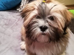 https://www.lhasaapso-ivepet.sk/preview/vyst_669.jpg
