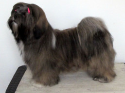 https://www.lhasaapso-ivepet.sk/preview/vyst_670.jpg