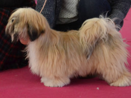 https://www.lhasaapso-ivepet.sk/preview/vyst_673.jpg