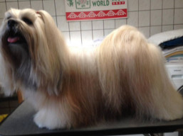 https://www.lhasaapso-ivepet.sk/preview/vyst_675.jpg