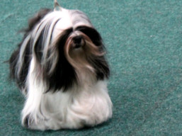https://www.lhasaapso-ivepet.sk/preview/vyst_677.jpg
