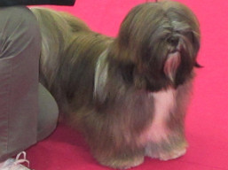 https://www.lhasaapso-ivepet.sk/preview/vyst_679.jpg