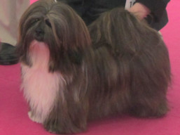 https://www.lhasaapso-ivepet.sk/preview/vyst_680.jpg