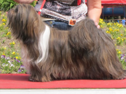 https://www.lhasaapso-ivepet.sk/preview/vyst_682.jpg
