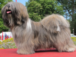https://www.lhasaapso-ivepet.sk/preview/vyst_683.jpg