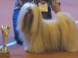https://www.lhasaapso-ivepet.sk/preview/vyst_684.jpg