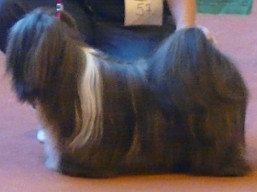 https://www.lhasaapso-ivepet.sk/preview/vyst_685.jpg