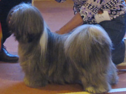 https://www.lhasaapso-ivepet.sk/preview/vyst_686.jpg