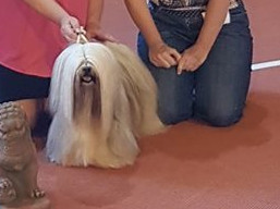 https://www.lhasaapso-ivepet.sk/preview/vyst_687.jpg