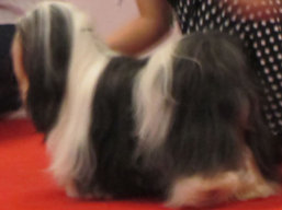 https://www.lhasaapso-ivepet.sk/preview/vyst_688.jpg