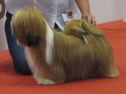 https://www.lhasaapso-ivepet.sk/preview/vyst_689.jpg