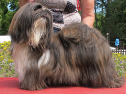 https://www.lhasaapso-ivepet.sk/preview/vyst_690.jpg