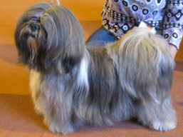 https://www.lhasaapso-ivepet.sk/preview/vyst_691.jpg