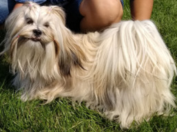 https://www.lhasaapso-ivepet.sk/preview/vyst_692.jpg