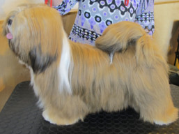 https://www.lhasaapso-ivepet.sk/preview/vyst_694.jpg