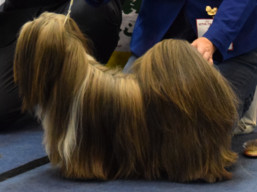 https://www.lhasaapso-ivepet.sk/preview/vyst_695.jpg