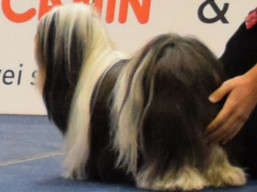 https://www.lhasaapso-ivepet.sk/preview/vyst_696.jpg