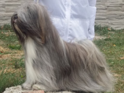 https://www.lhasaapso-ivepet.sk/preview/vyst_698.jpg