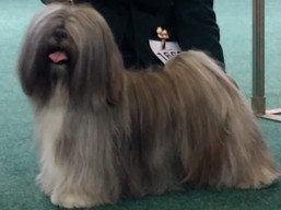 https://www.lhasaapso-ivepet.sk/preview/vyst_703.jpg
