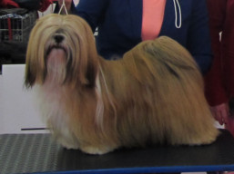 https://www.lhasaapso-ivepet.sk/preview/vyst_704.jpg
