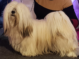 https://www.lhasaapso-ivepet.sk/preview/vyst_705.jpg