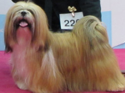 https://www.lhasaapso-ivepet.sk/preview/vyst_710.jpg