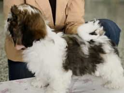https://www.lhasaapso-ivepet.sk/preview/vyst_711.jpg