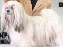 https://www.lhasaapso-ivepet.sk/preview/vyst_713.jpg