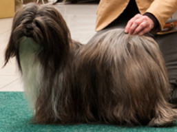 https://www.lhasaapso-ivepet.sk/preview/vyst_714.jpg