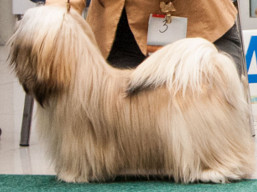 https://www.lhasaapso-ivepet.sk/preview/vyst_715.jpg