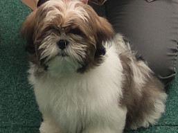 https://www.lhasaapso-ivepet.sk/preview/vyst_716.jpg